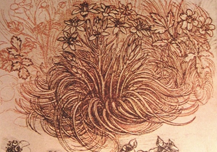 Leonardo da Vinci, study of a plant