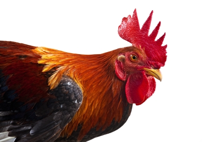 Cockerel/rooster