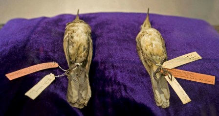 Darwin's mockingbirds