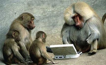 Family of baboons sitting around a laptop
