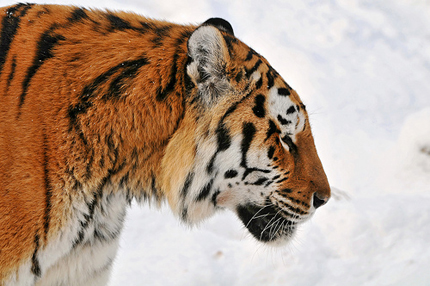 Profile of a tiger against the snow
