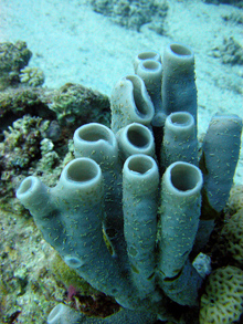 Sponge on coral reef