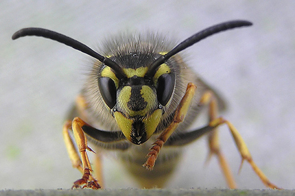 Closeup of menacing wasp